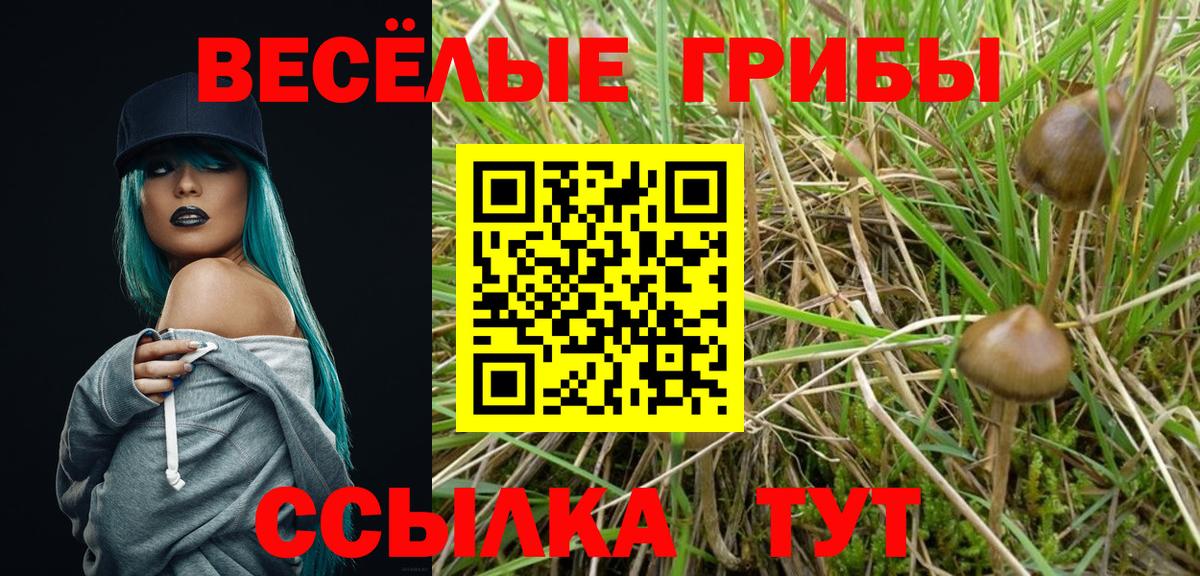 Псилоцибиновые грибы GOLDEN TEACHER Кимры